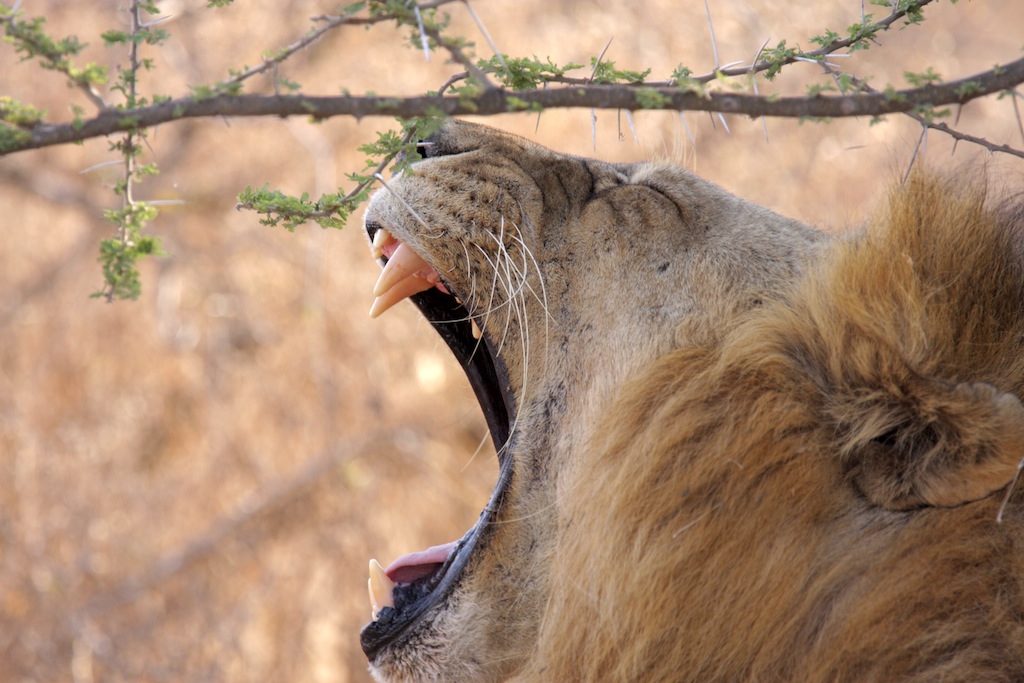 Tips for Wildlife on an African Safari Tour