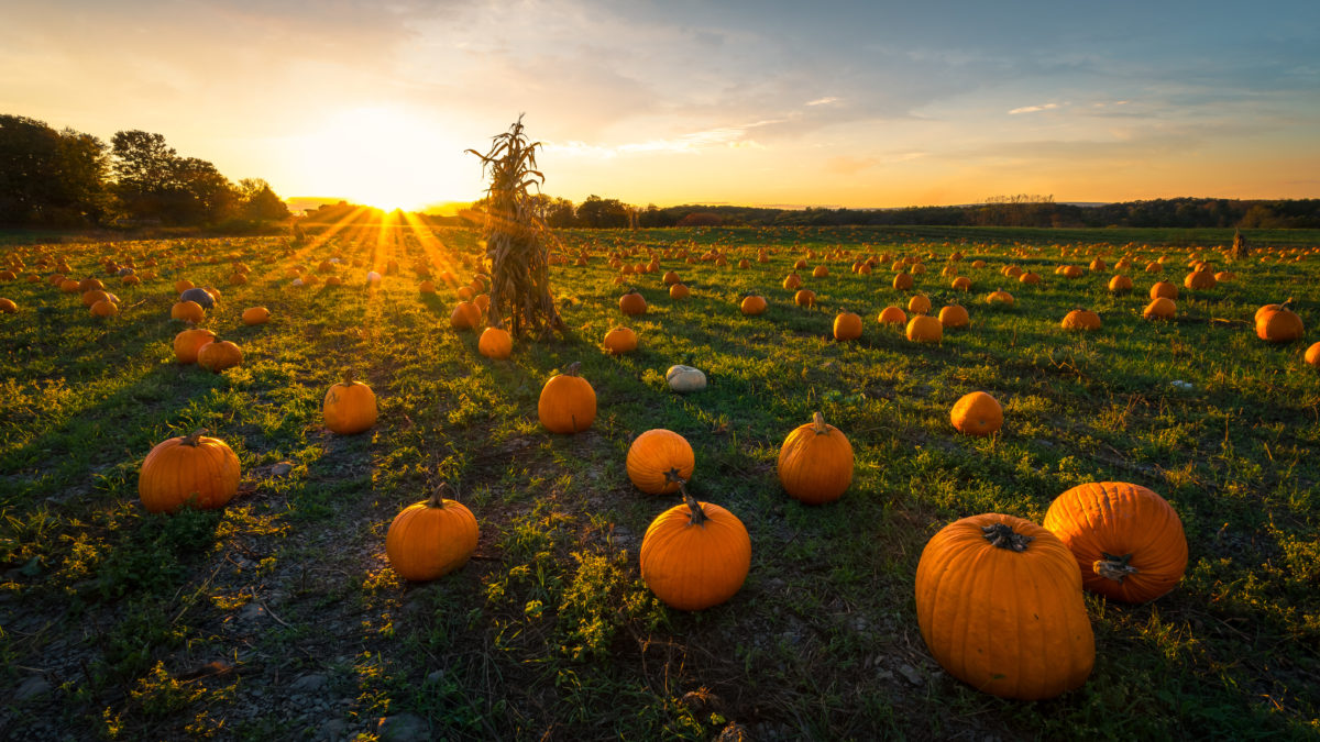 Top Pumpkin Patches in The Midwest