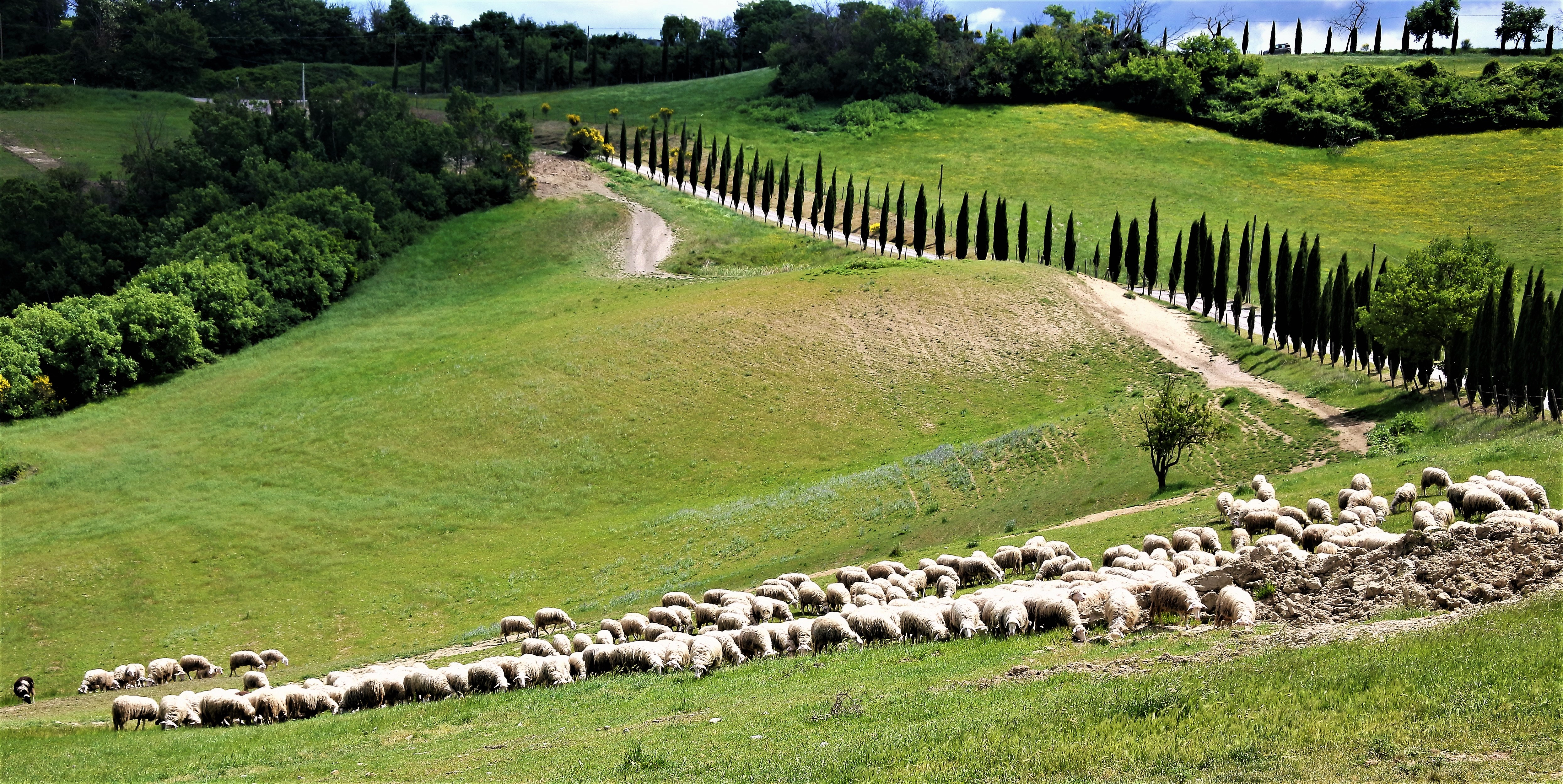 Chironi Family’s Pecorino Cheese Farm