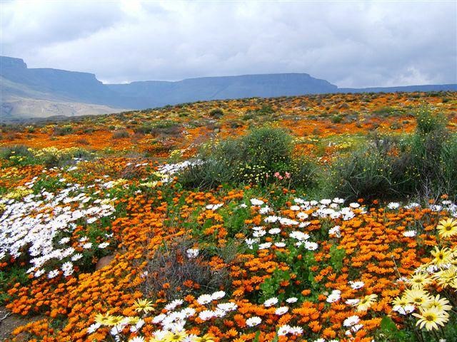 south africa flower shot