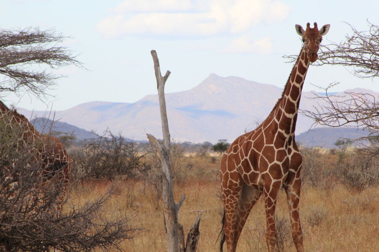 giraffe in safari